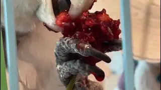 &ldquo;Murder Beak!&rdquo;
