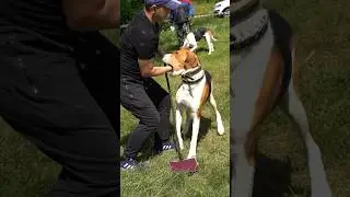 Шокирующий случай на выставке собак: Собака, которая кусает хозяина!