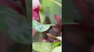 Sticky Stuff On Your Leaves? It Could be PESTS