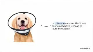 La Pseudogestation