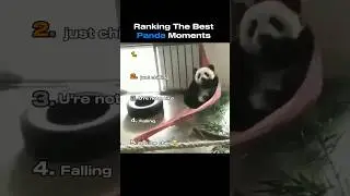 Cutest Panda Moments