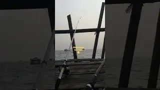 menunggu besutan #mancingbagantanjungkaitterbaru#fishing#shorts#short#shortvideo#mancing#jiging