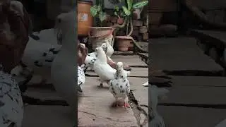 Fancy Pigeons 😍 Kabutar Status 🕊 #shorts