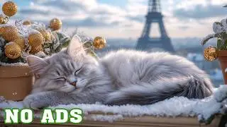 12 Hours of Soothing Music for Cats 🐱 Calming Sleep Sounds for Anxious Cats ♬ No Ads