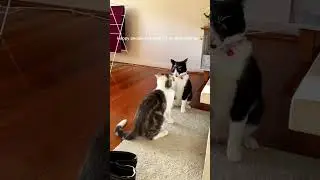 Rich people vs cat people