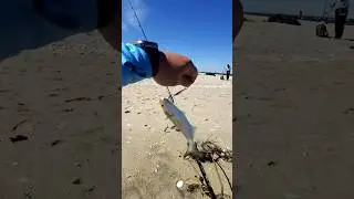SANDY HOOK TIP, CATCHING SNAPPER BLUEFISH. #fishing #sandyhook #bluefish #jerseyshore #
