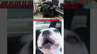 Funniest and cutest French bulldog of all times singing his sad song! Whaaaat   #frenchbulldog #dog