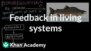 Feedback in living systems | Growth and feedback in organisms | High school biology | Khan Academy