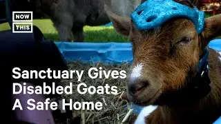 Goats of Anarchy Gives Goats with Disabilities a Second Chance