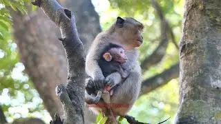 OMG.....! Young Kidnap was Kidnapping little Jagger baby | BBC Natural Animals