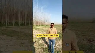 Profit 4 acre 32 lakh #poplarkikheti #shorts #intercropping #agriculture #farming