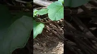 MSKMC1000Horses - Mashmelon growing in my backyard
