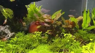 Red phantom tetra feeding