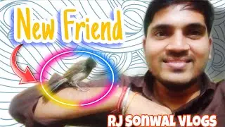 Birds Trust Me Now! Feeding Birds Every Day | RJ Sonwal Vlogs