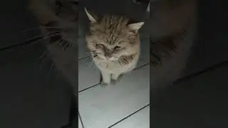 У нашого котика 🐱 гульки....