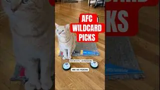Here's my AFC wildcard picks!! #NFL #nflpicks #catpicks #sportscomedy