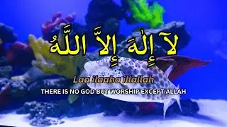 🌌 Sleep Mode Live: LAILAHAILLALLAH
