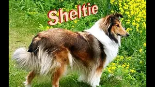 Sheltie Dog Breed info.  How to Choose Dogs
