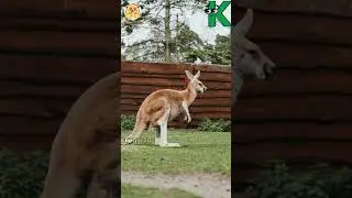 ABC Farm animal Song | Alphabets Kids song | Learn Alphabets, English and Animals for Kids #shorts