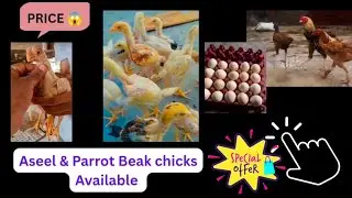 Aseel & Parrot Beak chicks Available in Hyderabad | Aseel Eggs for sale in Hyderabad 