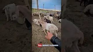 Cat lapte da capra asta cu ugeru asta mare ? 😅 #sharyvlogger #viata #capre #animales #viațalațară