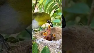 A Mother&rsquo;s Love in Nature &ndash; Birds Nurturing Their Babies