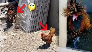 Golden Polish Rooster Cage se Bahar aagaya | Fancy Hen Vlog