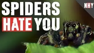 SPIDERS HATE YOU!