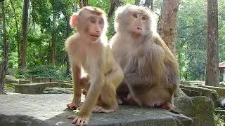 Little Cute Monkey Lily Fall As Sleep While Mom Libby Nursing | @BuBuMonkeyTV