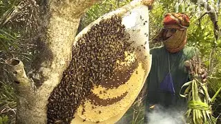 Harvesting Honey - Bee Master in Taiwan  Ep-375 By @Sarvaivel_Rad
