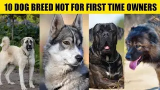 10 Dog not for first time owners 😱/ popular dogs #dogs #tiktok #tiktokviral