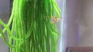 *Rare* Gold Gardneri Killifish Breeding, Full Tutorial!