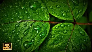 Rain Images - 4K Slideshow 1 Hour - Calm Music