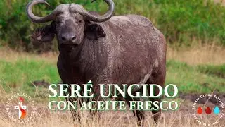 Seré ungido con aceite fresco(Culto Miércoles 31 de Diciembre)