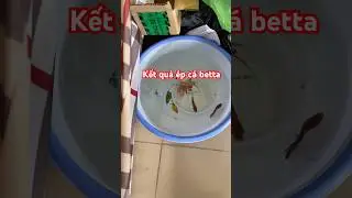 Kết quả &eacute;p c&aacute; betta #tranfish #betta #pet #animals #bettafish