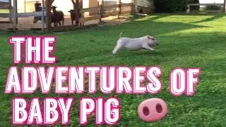 Cute Baby Pig - Growing up / acting crazy - Funny!