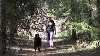 Tellun koirakoti esittelyvideo