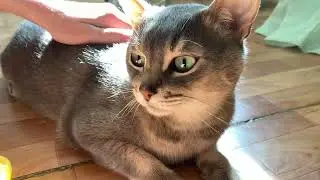 Видео на случай обескошивания | Sweet summer cat