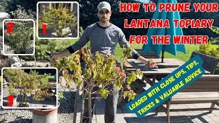 Pruning Your Lantana Topiary before Bringing Inside for the Winter.