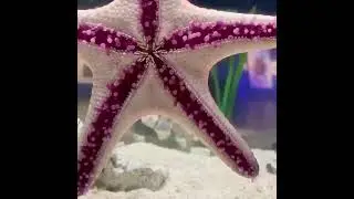 Starfish walk using hundreds of tiny tube feet #Shorts