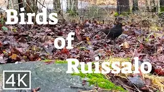 Bird feeding on Ruissalo, Finland | Calm Nature Video | 4K