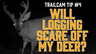 Trail Camera Tip #4: You Can Still Do Habitat Management Without Scaring off Deer
