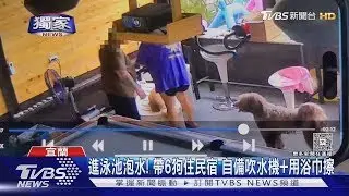 #獨家 進泳池泡水! 帶6狗住民宿 自備吹水機+用浴巾擦｜TVBS新聞