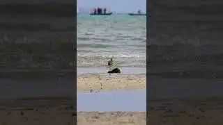 Eurasian Whimbrel. Short video 4K-UHD Birds Photography | Wild Video | Wildlife Animals
