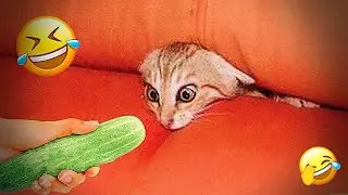 You Laugh You Lose 🤣 Funniest Cats and Dogs 2026🐕😺 Part 15