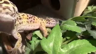 Leopardgecko hautnah 💛 | 🐍 Viking Reptiles