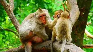 The MOST Adorable Monkey Antics Caught on Camera EVER!