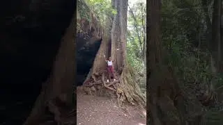 This is Africa 🇰🇪 #nigerianyoutuber #tembeakenya #karibukenya #livinginkenya #magicalkenya