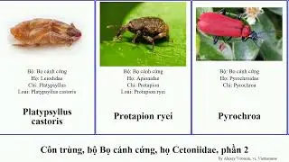 C&ocirc;n tr&ugrave;ng, bộ Bọ c&aacute;nh cứng, họ Cetoniidae, phần 2 pan josh insect beetles voi bronchus coccinea
