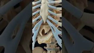 Why Cartilage Isn't Considered Bone
